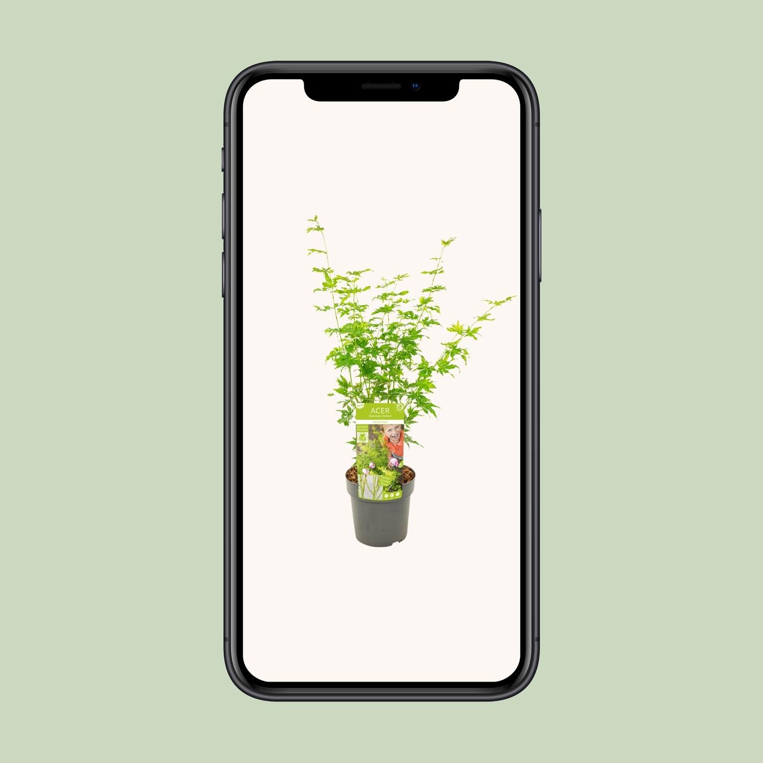 Acer palmatum Going Green - Ø19cm - ↕50cm