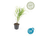 24x Hakonechloa macra - ↕10-25cm - Ø9cm Bild 5