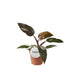 Philodendron Burgundy Princess, Ø12cm pot, approx. 25cm high Bild 1