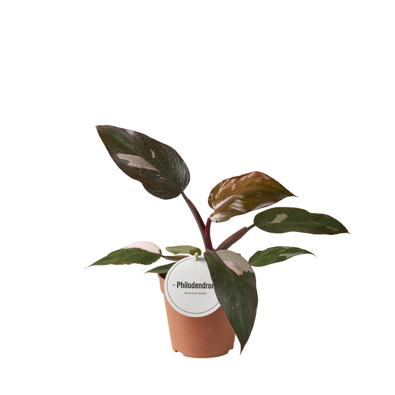 Philodendron Burgundy Princess, Ø12cm pot, approx. 25cm high