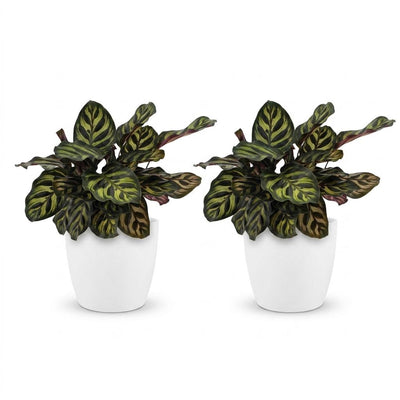 Green boutiQ - Calathea Makoyana - Peacock Plant - 2 Plants - with Pottery Wit - Pot 12cm - Height - 25cm