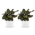 Green boutiQ - Calathea Makoyana - Pfauenpflanze - 2 Pflanzen - mit Potter Wit - Topf 12cm - Höhe - 25cm Bild 2