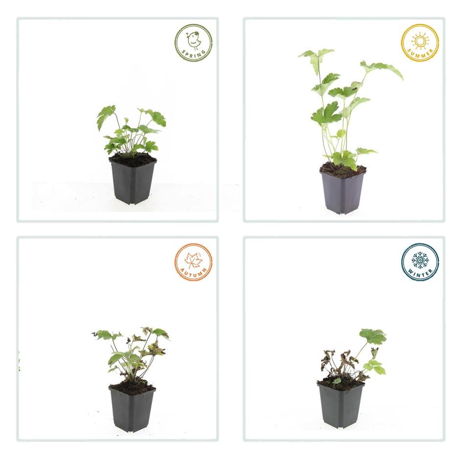 12x Anemone tom. 'Robustissima' - 10-25cm hoch - 9cm Topf