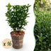 Green boutiQ - 16x Euonymus japonica Green Spire - Pfaffenhütchen - Heckenpflanzen - Immergrün - Grün - Topf 9cm - Höhe 20-25cm Bild 1