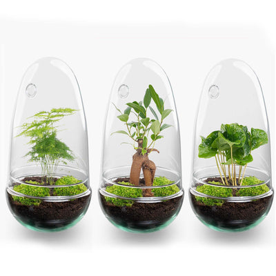 Flaschengarten Egg Bonsai DIY-Set – Autarkes Mini-Ökosystem (25 cm)