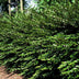 60x Lonicera pileata - ↕10-25cm - Ø9cm Bild 6