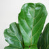 Ficus Lyrata mit Topf weiß – 80 cm – Ø21 Bild 3