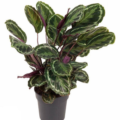 Calathea Medallion (80cm) – Elegante Zimmerpflanze mit Medaillon-Muster