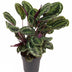 Calathea Medallion (80cm) – Elegante Zimmerpflanze mit Medaillon-Muster Bild 1