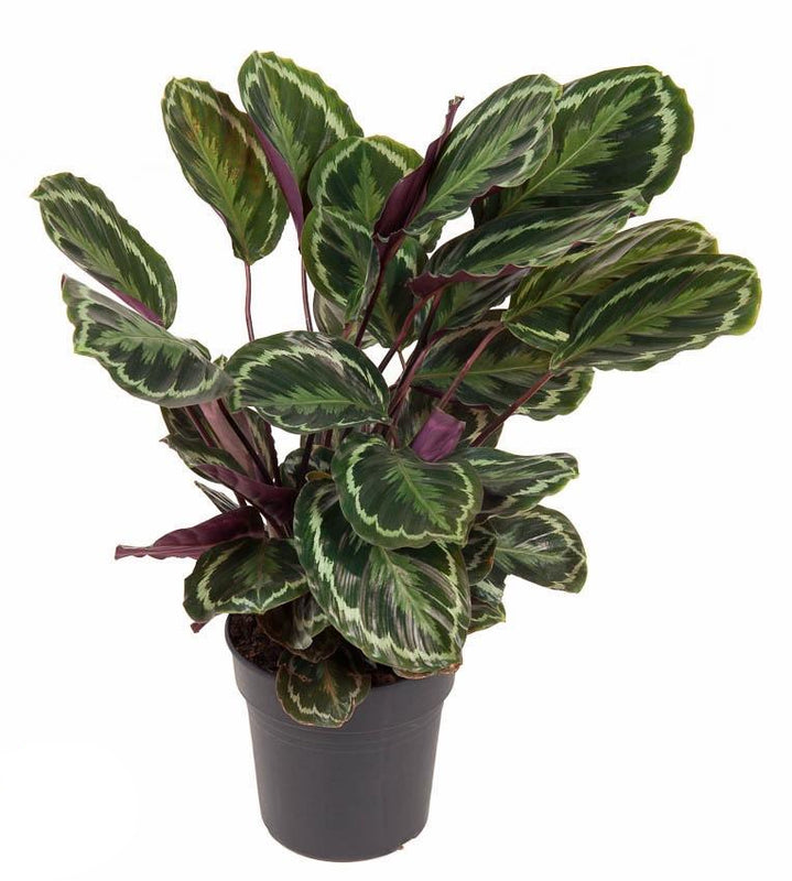 Calathea Medallion (80cm) – Elegante Zimmerpflanze mit Medaillon-Muster