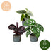 3x Baby Jungle Mix Tropenpflanzen – Alocasia, Calathea, Monstera Bild 5