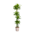 Dracaena Deremensis Dorado Topfpflanze, Ø27cm, 170-190cm Bild 1