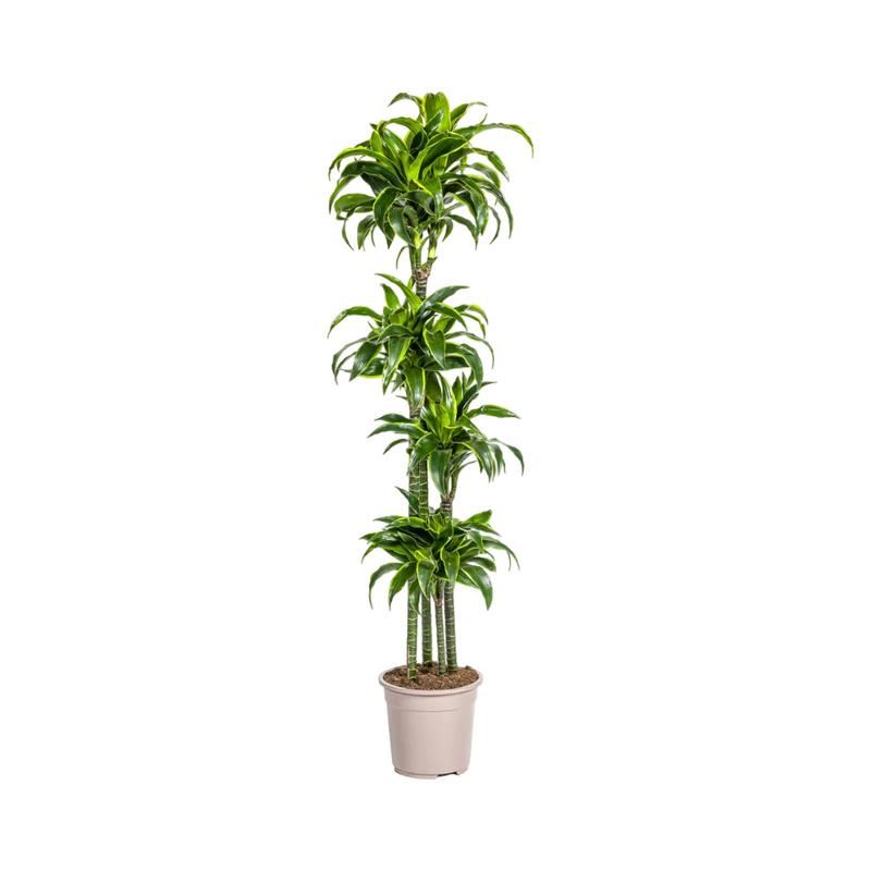 Dracaena Deremensis Dorado Topfpflanze, Ø27cm, 170-190cm