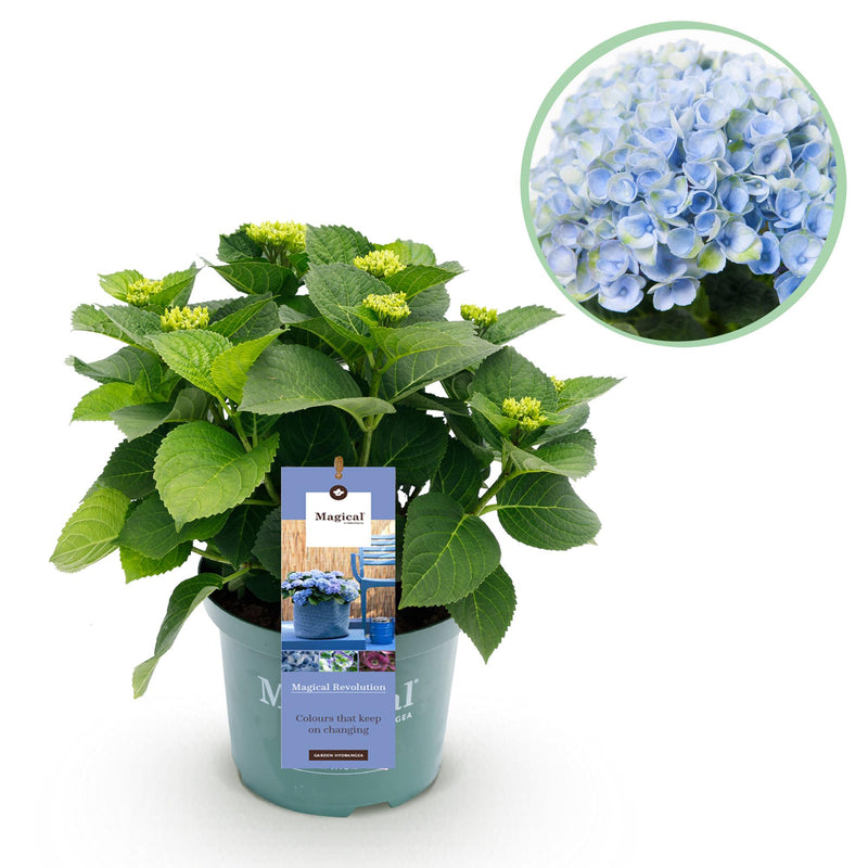 Hydrangea Magical Revolution Blue: Blue Blossoms for Balcony & Bed