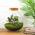 Flaschengarten Bolder Bob: DIY-Pflanzterrarium mit LED-Korken Bild 5