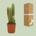 Vatricania Guentheri - Ø21cm - ↕55cm - Exotic Houseplant Bild 3