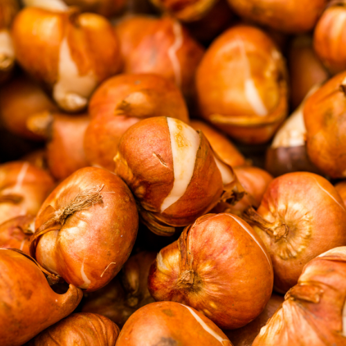 Tulpenbollen mix bundel 15 zakjes