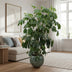 Schefflera Amate XL (220 cm, Ø45) - Tropische Strahlenaralie Bild 4