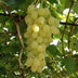 Vitis vinifera Lakemont - Goldgelbe Trauben - 2 winterharte Rebenpflanzen Bild 5