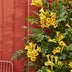 Campsis Summer Jazz 'Gold Trumpet' Gelb - Trompetenblume, 65cm Bild 5