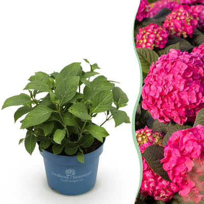 Hortensie Endless Summer Summer Love Red, winterhart, rote Blüten, Topf 14cm