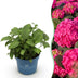 Hydrangea Endless Summer Summer Love Red, winter hardy, red flowers, 14cm pot Bild 1