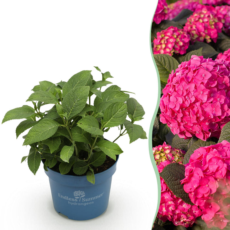 Hydrangea Endless Summer Summer Love Red, winter hardy, red flowers, 14cm pot