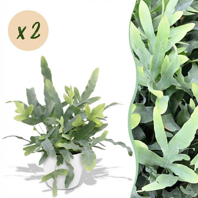 Phlebodium aureum Blue Star: 2 Blaue Farn Pflanzen in weißem Topf