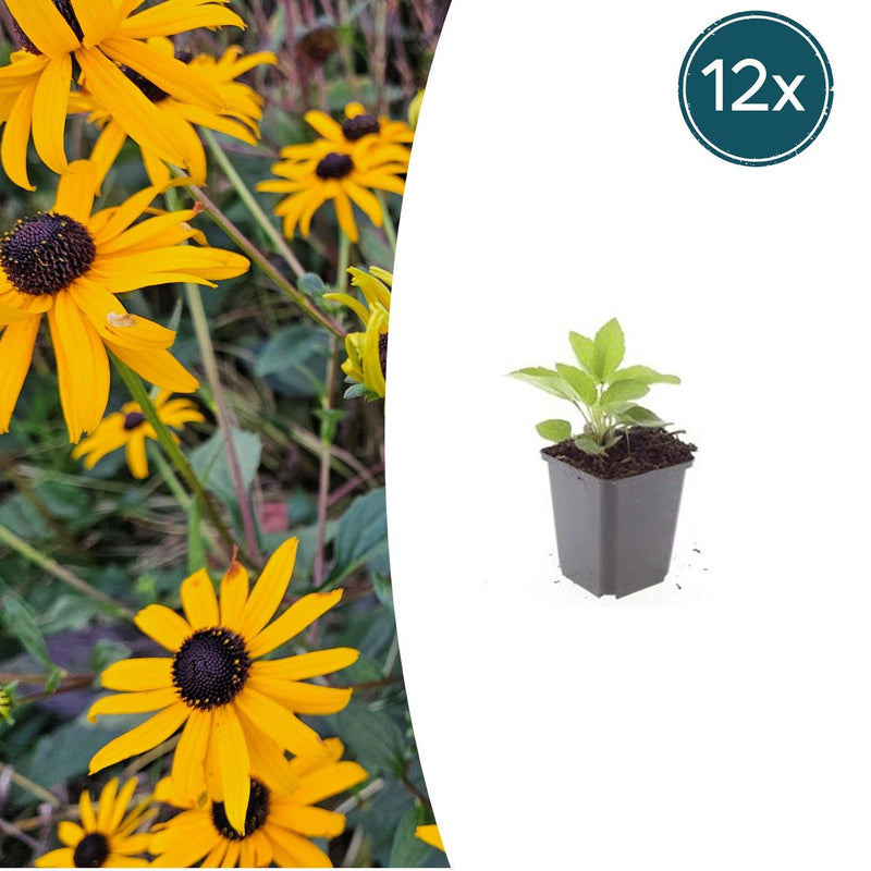 Rudbeckia fulgida 'Goldsturm' (Sonnenhut) – 12er Pack