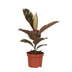 Ficus Elastica Belize Gummibaum, 30cm, Ø12cm Topf Bild 1
