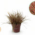 GreenboutiQ Uncinia rubra Everflame - Roter Schopf – 2 Pflanzen Bild 1