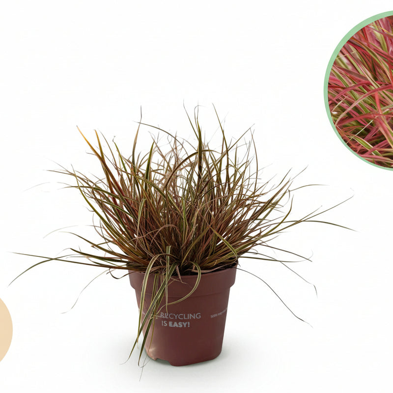 GreenboutiQ Uncinia rubra Everflame - Roter Schopf – 2 Pflanzen