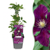 2x Clematis Warszawska Nike - Waldrebe Warszawska Nike - Rot - Kletterpflanze - Ø9cm - ↕35cm Bild 1