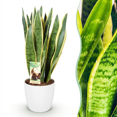 Sansevieria Laurentii Zimmerpflanze mit Topf Weiß, 70-80cm