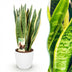 Sansevieria Laurentii Zimmerpflanze mit Topf Weiß, 70-80cm Bild 1