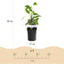 GreenboutiQ - Obstpflanze - Kiwi - Actinidia arguta Issai - Grüne Frucht - 2 Pflanzen - Topf 11cm Höhe 40cm Bild 3