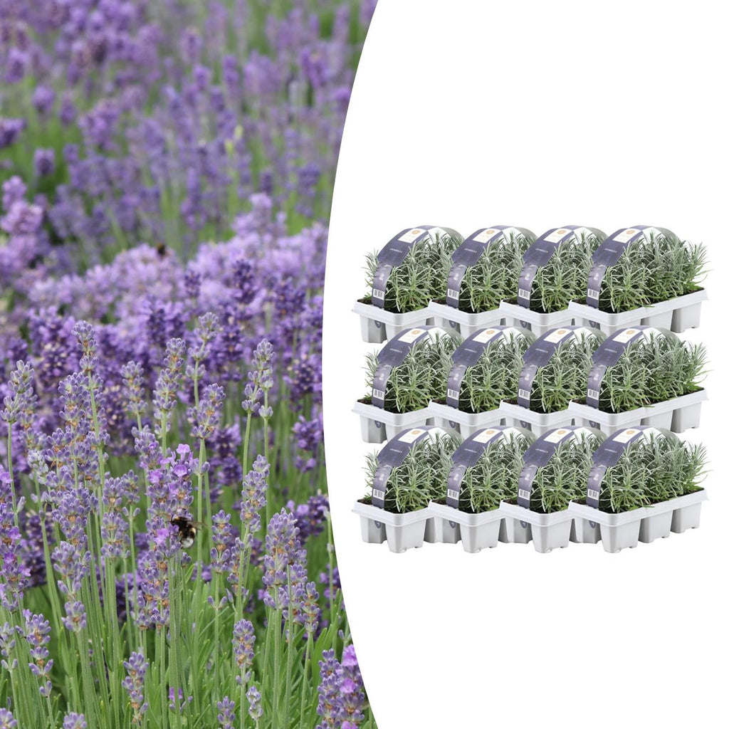 12 x 6er Lavendel angustifolia im 7cm Topf, 15cm hoch