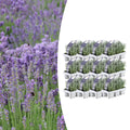 12 x 6er Lavendel angustifolia im 7cm Topf, 15cm hoch
