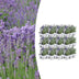 12 x 6er Lavendel angustifolia im 7cm Topf, 15cm hoch Bild 1