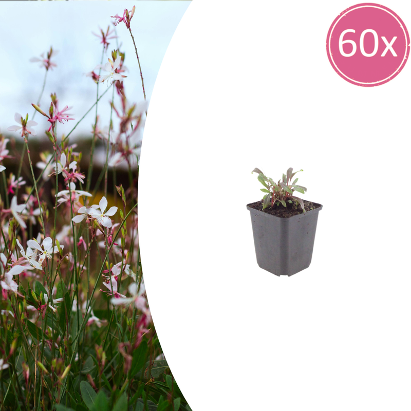 60x Gaura 'Siskiyou Pink' perennial, 10-25cm, Ø9cm