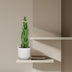 Sansevieria cylindrica 'Twist' (40 cm) - Moderne Bogenhanf-Zierpflanze Bild 4