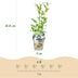 GreenboutiQ Blaubeere 'Northland' - 6 winterharte Pflanzen im Topf Bild 3
