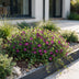 Vinca minor Atropurpurea (Maagdenpalm) - 6 violette Bodendecker Pflanzen Bild 6