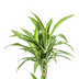 Dracaena Deremensis 'White Stripe' – Große Zimmerpflanze mit elegantem Blattwerk Bild 3