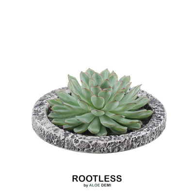 Wurzellose Echeveria Pulidonis im Beton-Übertopf Ø20cm
