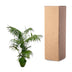 Kentia Palme XXL 260cm - Tropisches Flair für Ihr Zuhause Bild 4