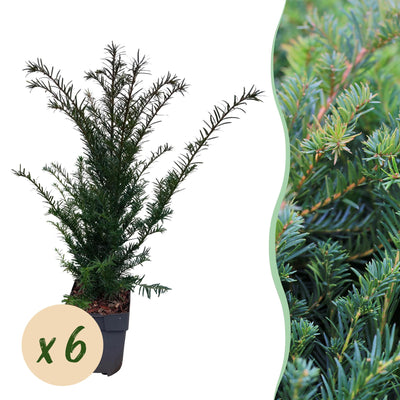 GreenboutiQ - 6x Eibe (Taxus baccata) - 60cm - Heckenpflanze