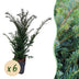 GreenboutiQ - 6x Eibe (Taxus baccata) - 60cm - Heckenpflanze Bild 1