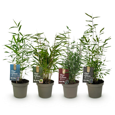 GreenboutiQ - Bambus - Fargesia mix Rainbow - Schwarz, Rot, Blau und Grün - 4 Pflanzen - Immergrün - Nicht Ausbreitend - Topf 14cm Höhe 35cm