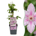 4x Clematis Hagley Hybrid - Waldrebe Hagley Hybrid - Rosa - Kletterpflanze - Ø9cm - ↕35cm Bild 1